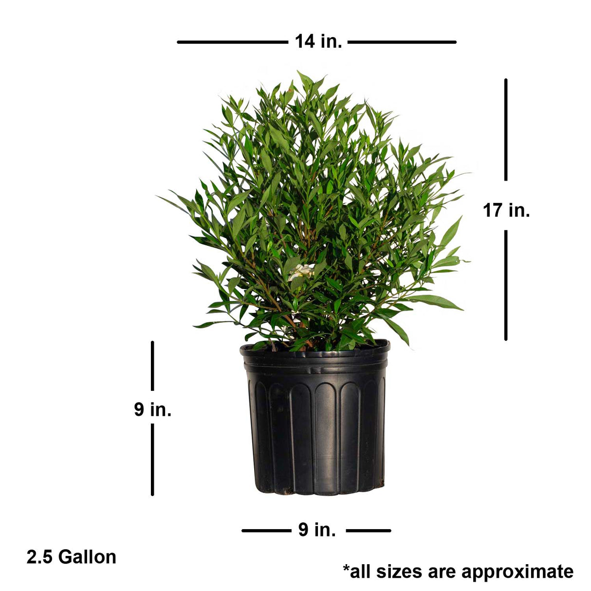 2.5 Gallon Frost Proof Gardenia for sale with shipped plant dimensions. Plant ships at approx 17 inches tall by 14 inches wide