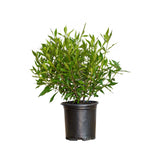 2.5 Quart Frost Proof Gardenia for sale with lush green foliage in a black nursery pot on white background