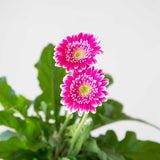 Frosted Hot Pink Garden Jewels™ Gerbera Daisy