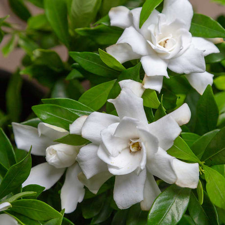 fool proof gardenia flowers shrub white blooms