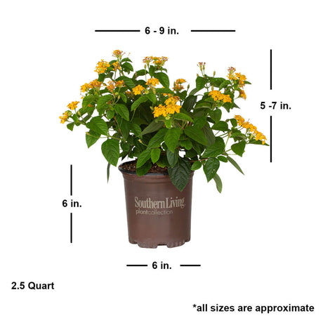 lucky pot of gold lantana for sale online