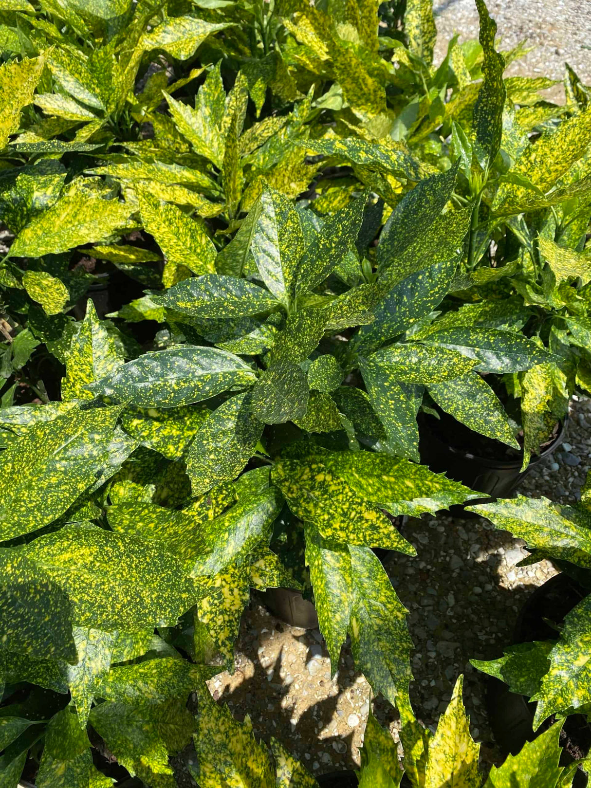 Gold Dust Variegated Aucuba Japonica foliage with green and yellow spec leaves