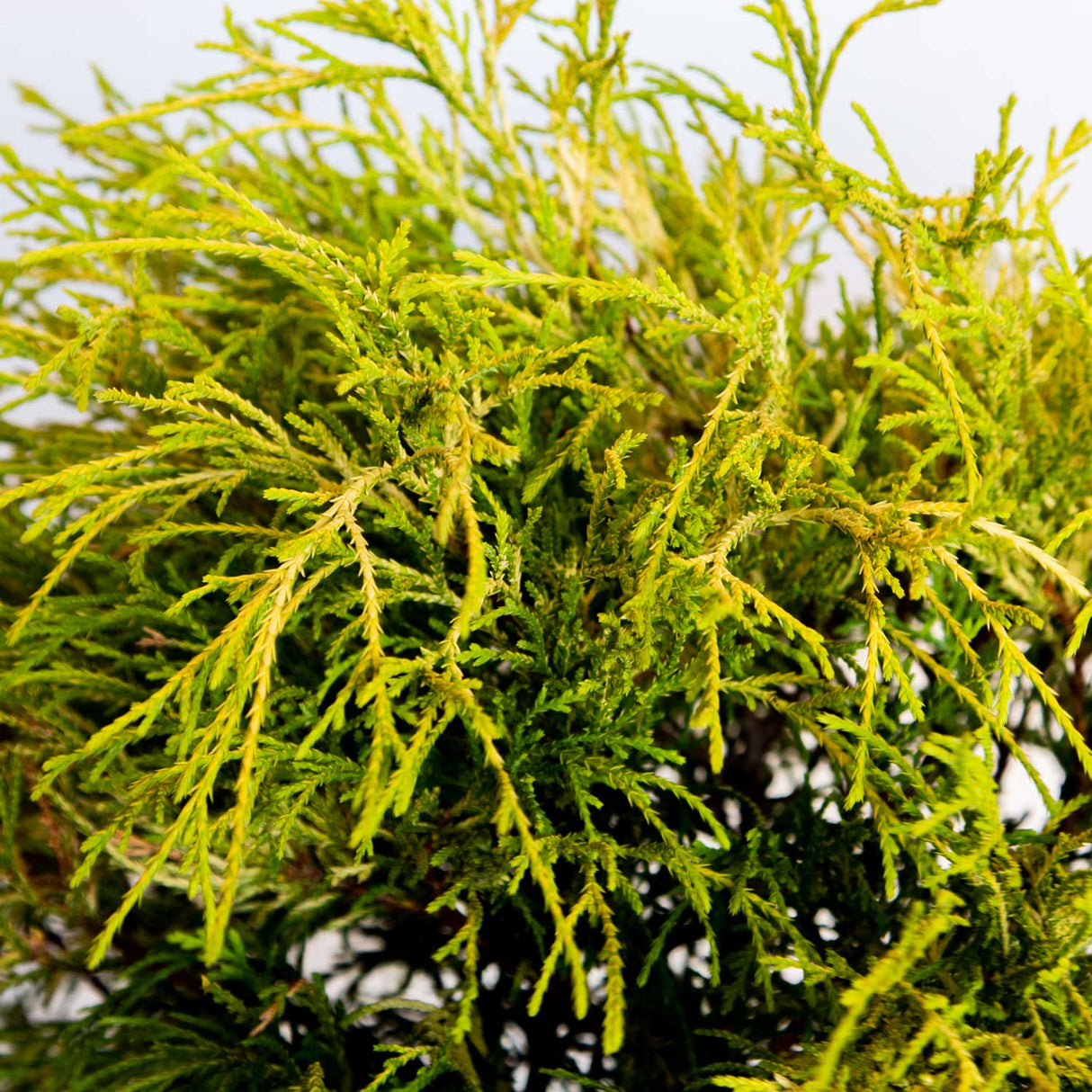 Close up, green-yellow foliage of the Gold Mop Cypress