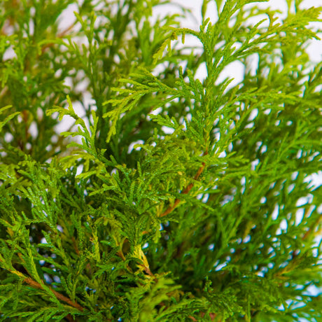 Gold Mop Chamecypris green foliage with thin light brown stems