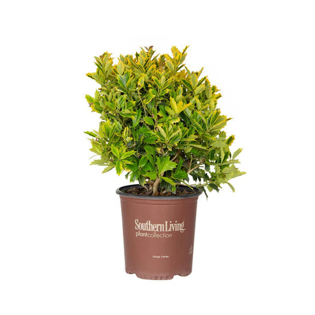 2 Gallon Golden Oakland Holly shrub with yellow and green foliage in a southern living plants pot on a white background