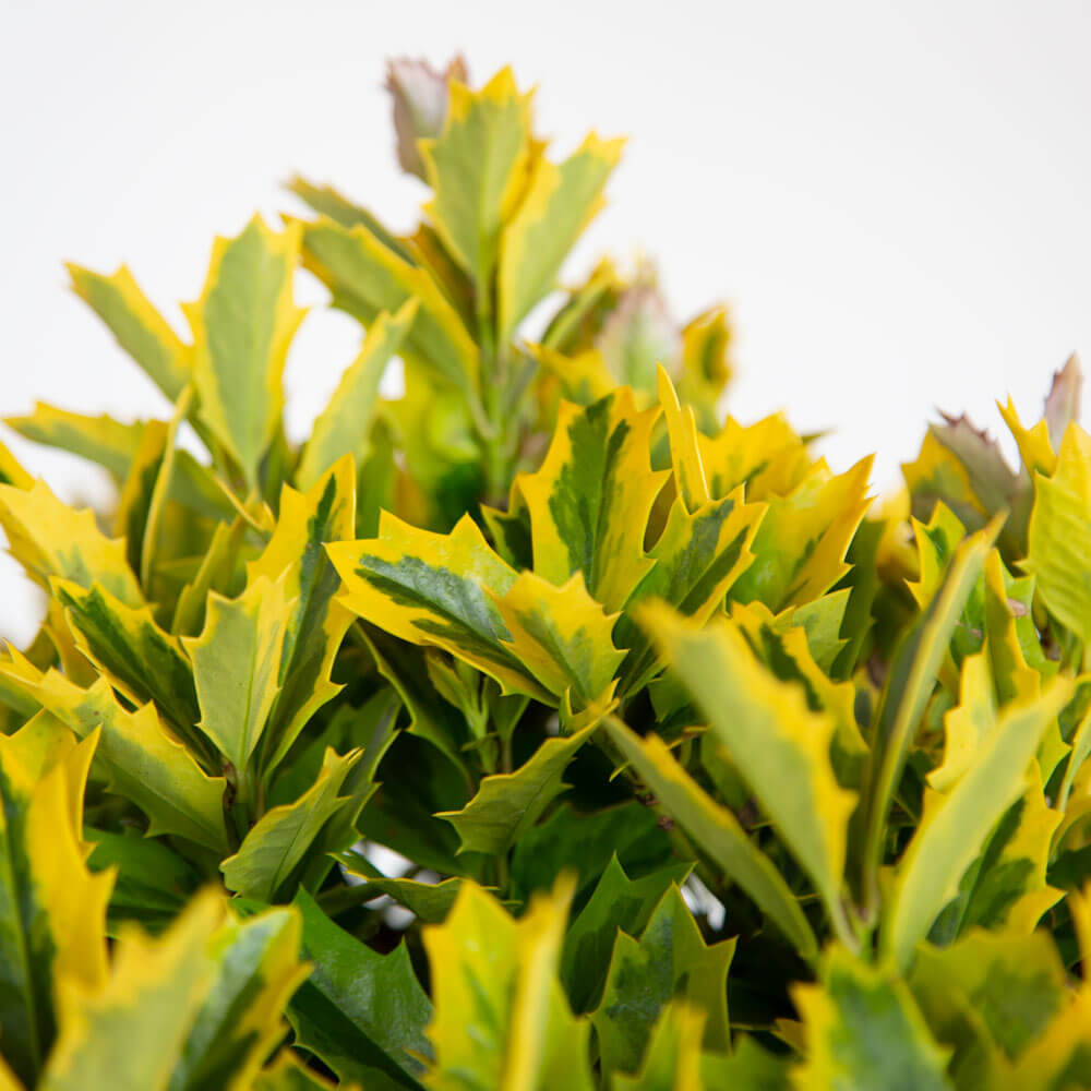 Golden Oakland Holly tree foliage with yellow and green leaves easy to care for