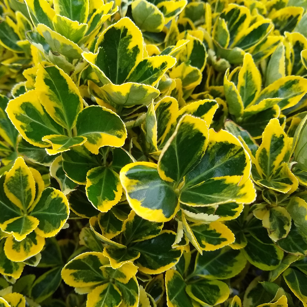 variegated golden euonymous evergreen shrub wintercreeper spindle tree for sale online