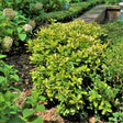 golden euonymus evergreen shrub for sale green yellow leaves 