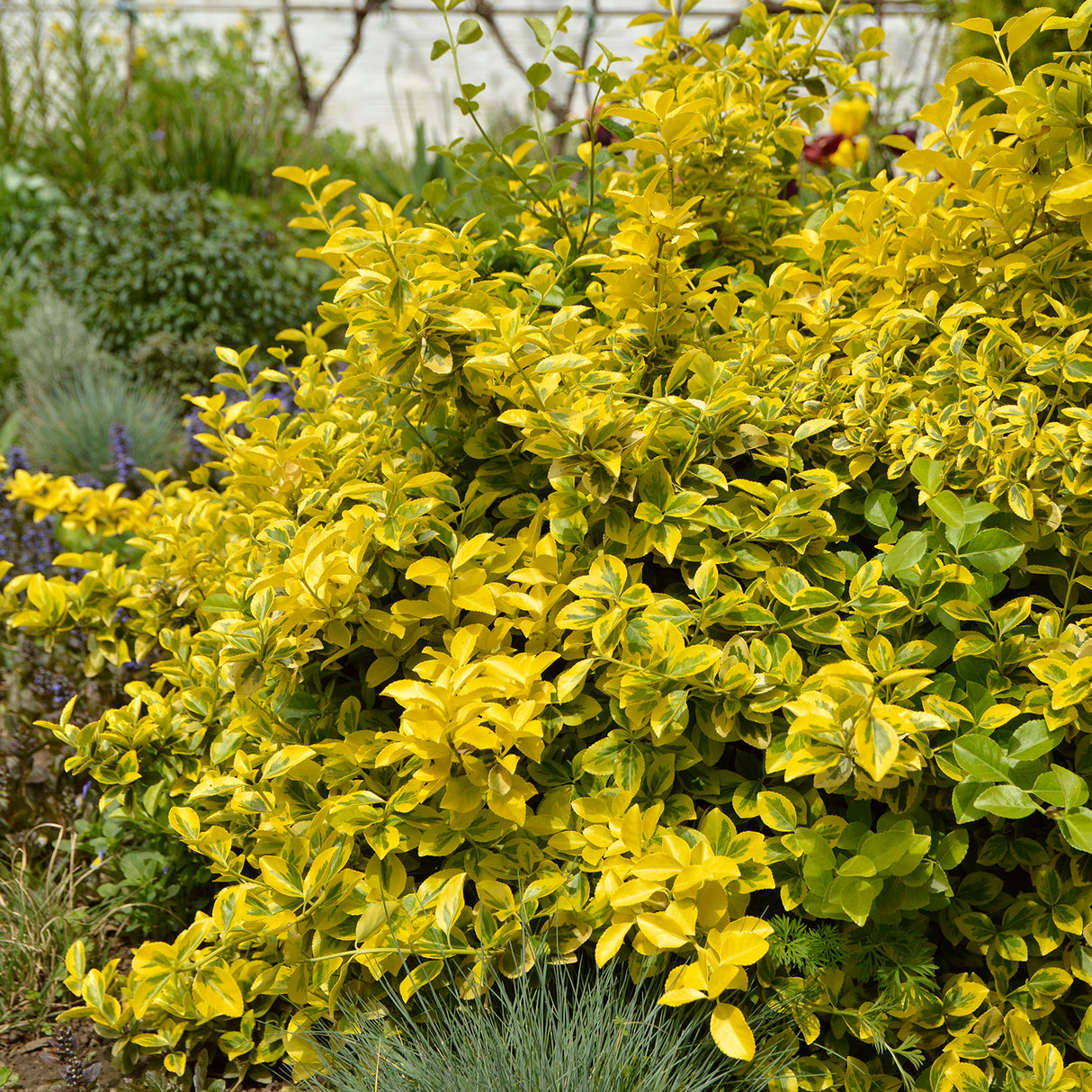 variegated foliage landscape shrub for sale golden euonymus