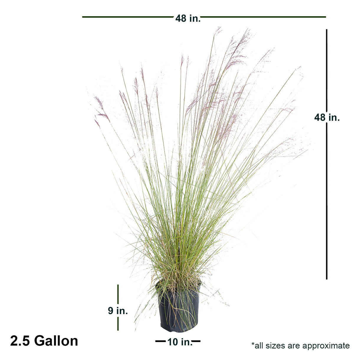 2.5 Gallon Pink Muhly Grass with shipped dimensions. Ships at approx 36 inches tall and 36 inches wide