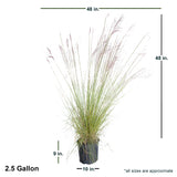 2.5 Gallon Pink Muhly Grass with shipped dimensions. Ships at approx 36 inches tall and 36 inches wide