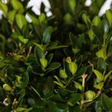 Rounded evergreen foliage of the Green Velvet Boxwood