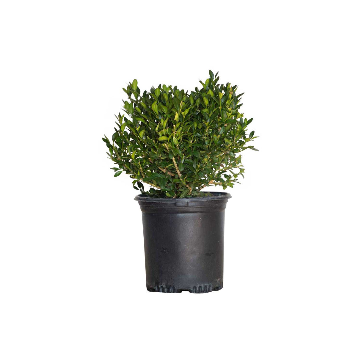 PlantsbyMail 2.5 G Boxwood Green Velvet