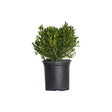 2.5 gallon Green Velvet Boxwood for sale with dense green foliage in black nursery pot on a white background