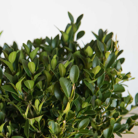 Rounded evergreen foliage of the Green Velvet Boxwood