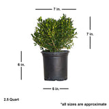 Green Velvet Boxwood Dimensions. Plant in a black pot
