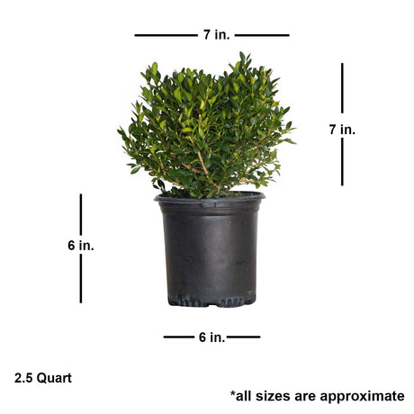 Green Velvet Boxwood Dimensions. Averaged shipped plant is 7 inches wide and 7 inches tall