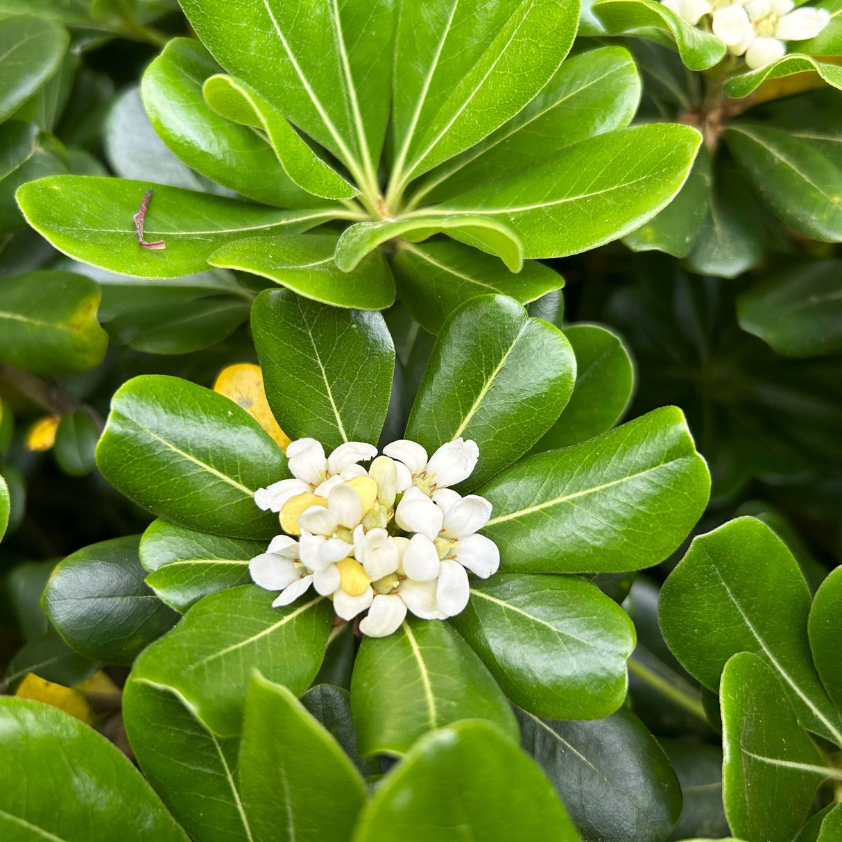 White fragrant Blooms of the Green Pittosporum - Japanese Mock Orange