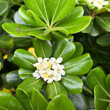 White fragrant Blooms of the Green Pittosporum - Japanese Mock Orange