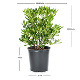 Green Pittosporum Shrub against a white background with average shipping dimensions notated on the image
