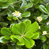 Green Pittosporum lush green folaige with white blooms in the background