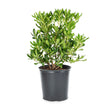 2.5 Gallon Green Pittosporum for sale Mock Orange in a black nursery pot against a white background