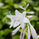white blooming guacamole hosta for sale