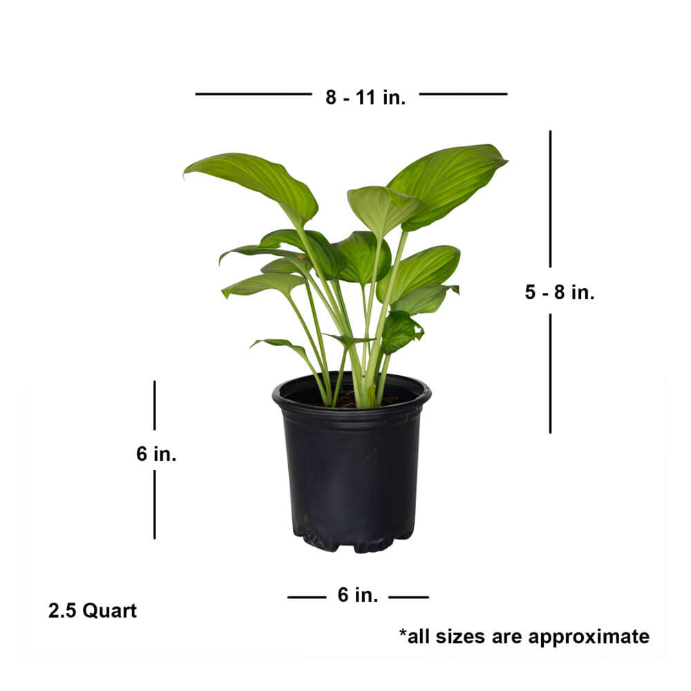 2.5 Quart guacomole hosta with shipped dimensions. Ships at approx 5-8 inches tall by 8-11 inches wide