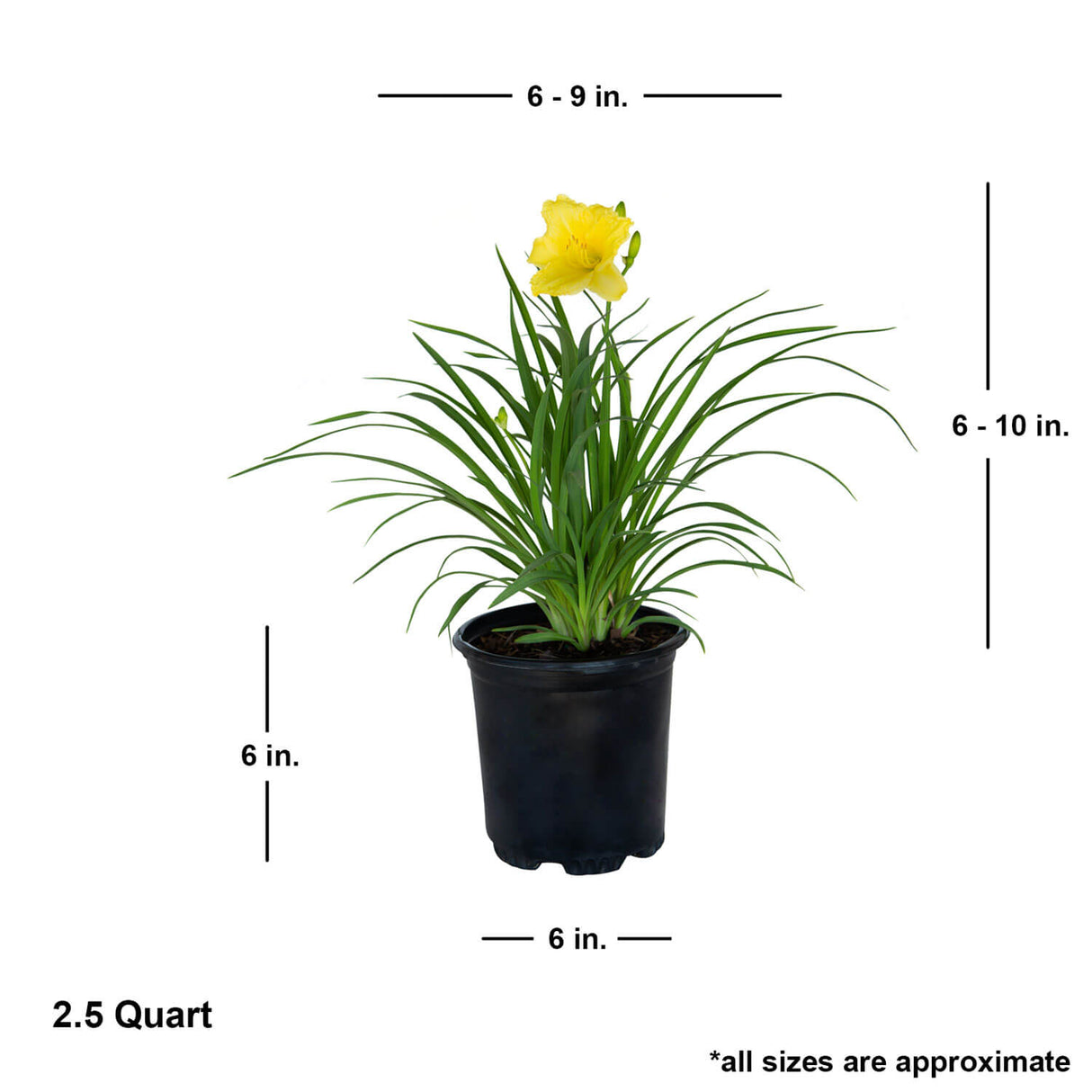 happy returns reblooming daylily for sale online live plant in a black pot plantsbymail 