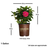 Dimensions of a Southern Living Plant Collection Hydrangea. 8' W x 9' H. 6 x 6 pot