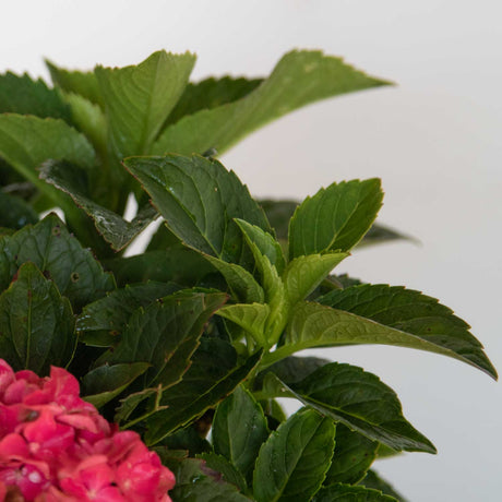 1 Gallon Pink Southern Living Hydrangea with a single bloom