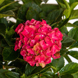1 Gallon Pink Southern Living Hydrangea with a single bloom