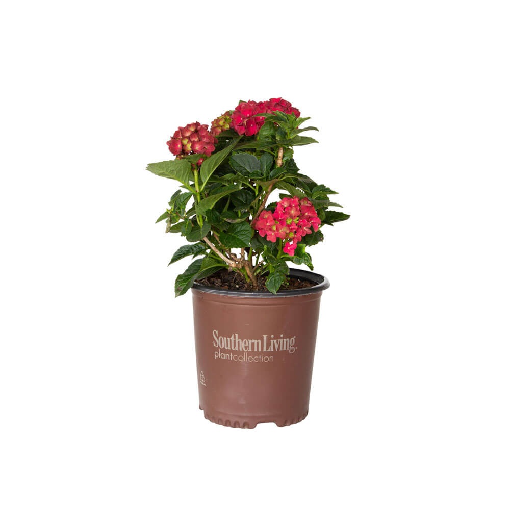 2 Gallon Heart Throb Hydrangeas for Sale with Reddish Pink hydrangea flowers. Hydrangea bushes with decidious, green foliage in a brown southern living plant collection pot