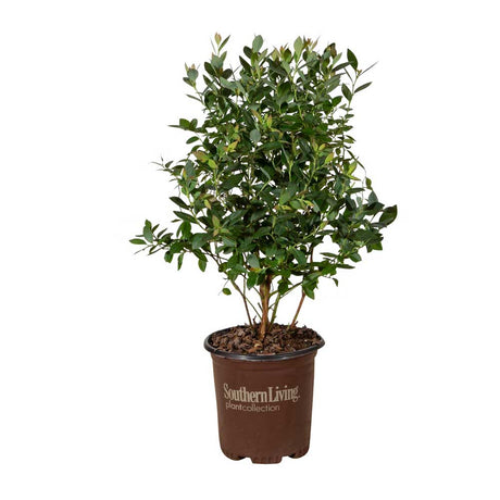 1 Gallon Hello Darlin Blueberry for sale with lush green blueberry foliage in a brown southern living plant collection container on a white background