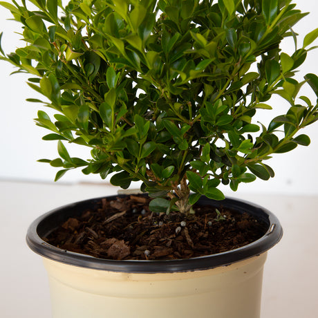 Heritage Boxwood foliage closeup of the base of the plant in a tan nursery container with a black rim