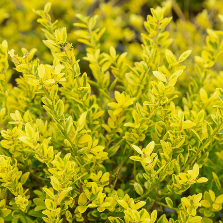 Touch of Gold Holly Foliage