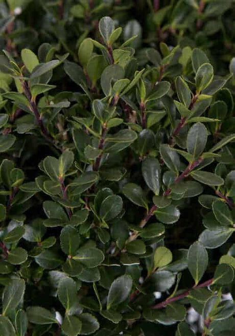 Compacta Holly foliage closeup of the small dark green leaves with small striations on brown branches