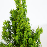 Closeup of our Hollywood Juniper Tree for sale. Bright green conifer foliage in front of a white background
