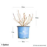 1 Gallon dormant Bloomstruck Endless Summer Hydrangea in blue Endless Summer container showing dimensions