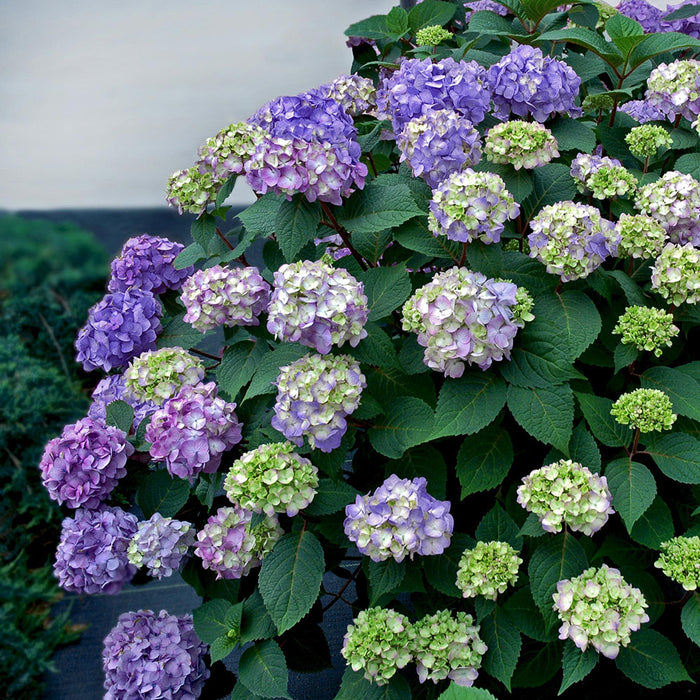 bloomstruck endless summer hydrangea landscape