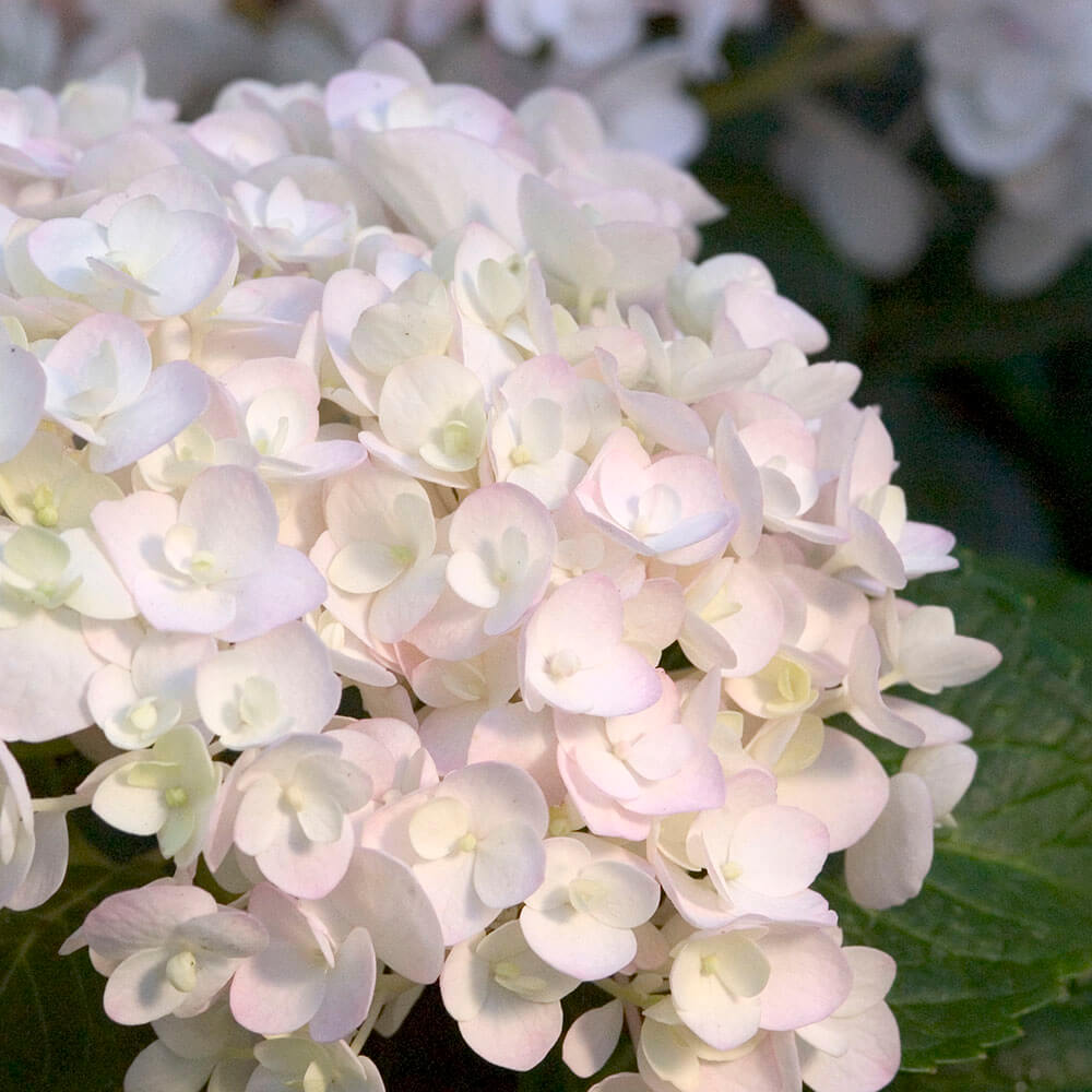 Blushing Bride Endless Summer Hydrangea  For Sale at  –  Plants by Mail