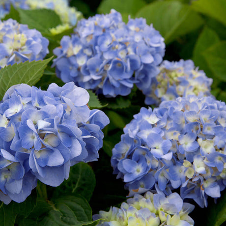 blue hydrangea flowers foliage dear dolores