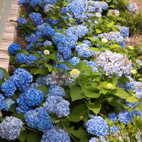 landscape hydrangeas flowering blue mopheads