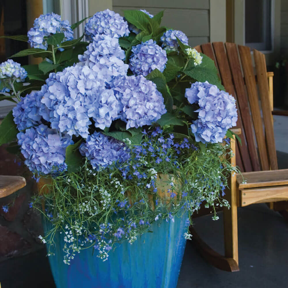 blue hydrangea for sale online the original endless summer