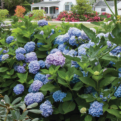 endless summer hydrangeas partial shade large mophead blooms bigleaf