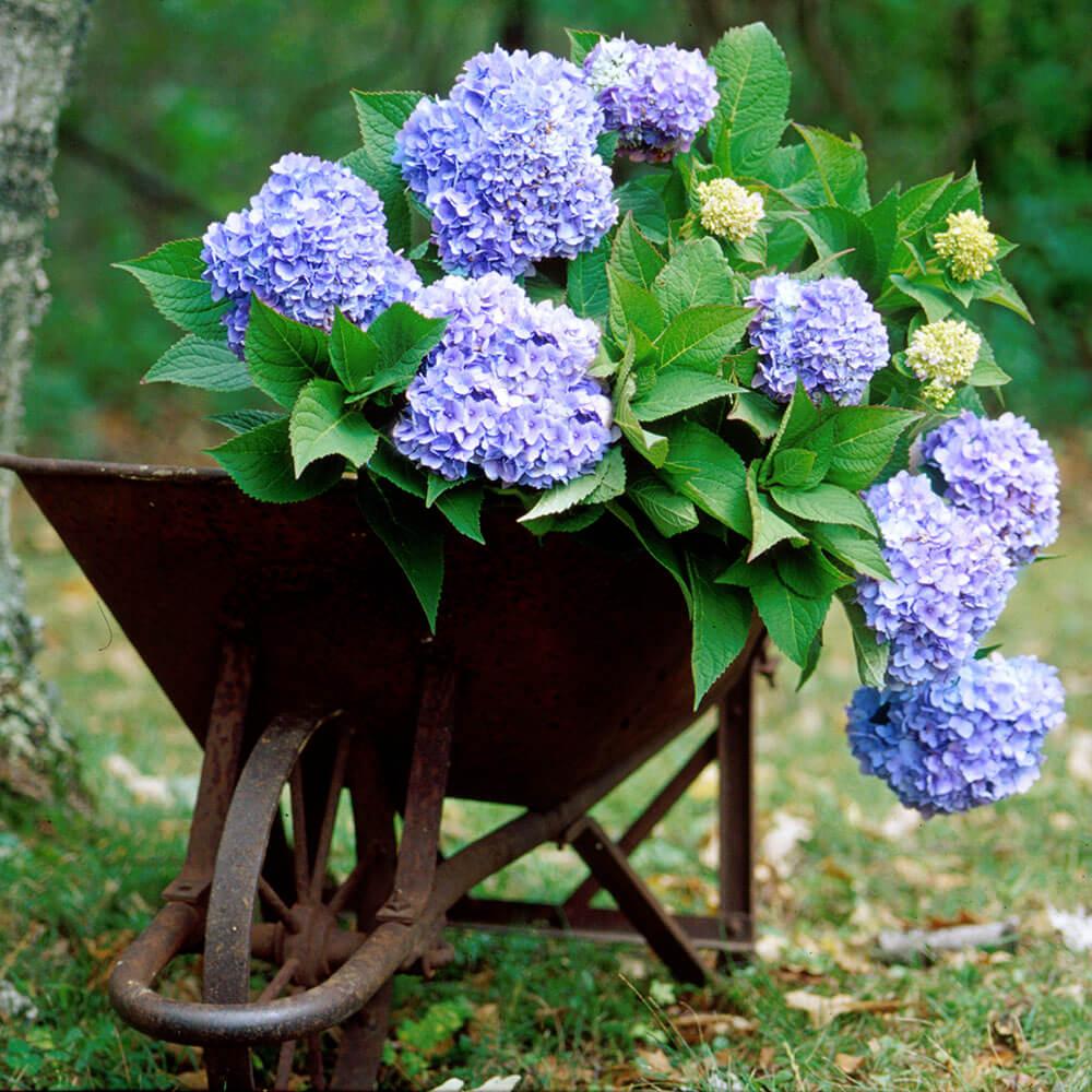 endless summer the original hydrangea for sale online blue showy flowers