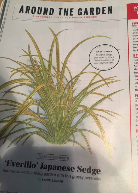 Everillo carex in magazine