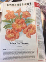 Bells of Fire Tecoma - Featured in Southern Living Magazine - Southern Living Plant Collection - PlantsbyMail.com