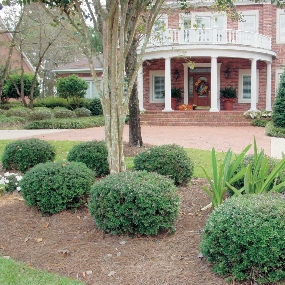 7 evergreen yaupon hollies used as evergreen landscape shrubs