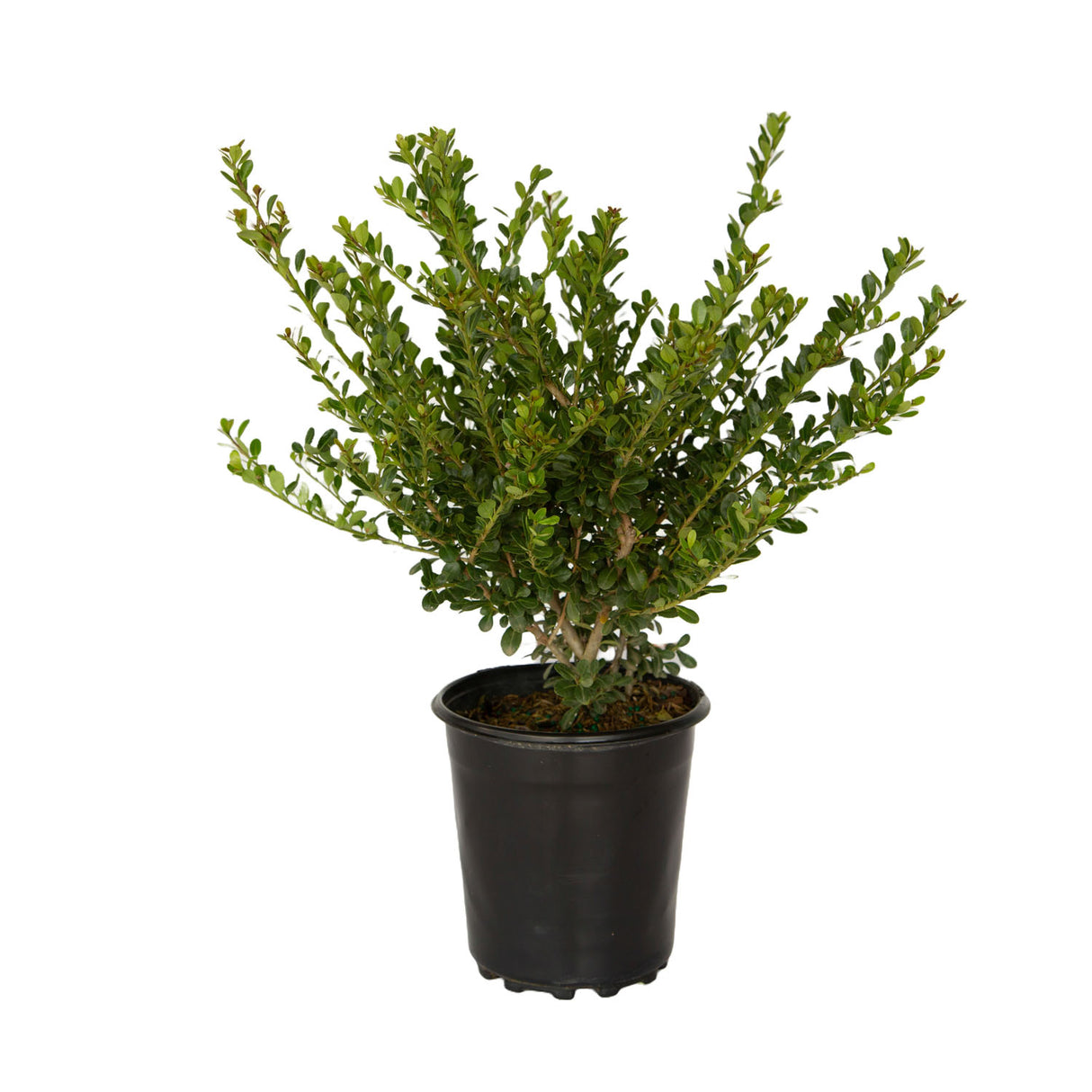 1g ilex compacta crenata japanese holly shrub for sale online 